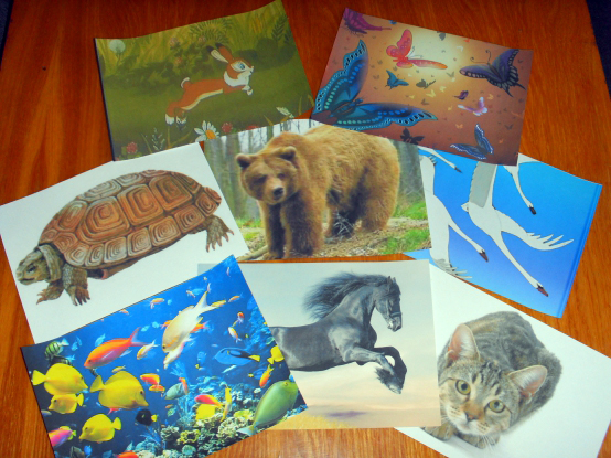 Карточки с изображениями различных животных и птиц