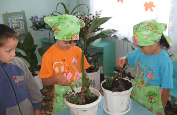 Воспитанники средней группы ухаживают за комнатными растениями