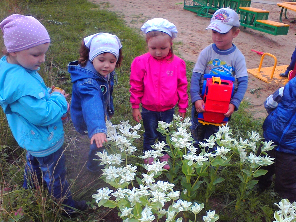 Наблюдения за растениями в детском саду. Ознакомление детей с природой. Наблюдение в детском саду. Дети наблюдают за природой. Дошкольники на прогулке.