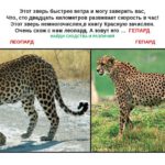 Загадка о гепарде