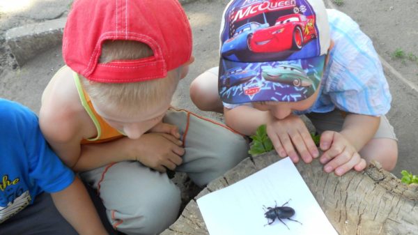 Мальчики рассматривают жука