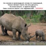 Загадка о носороге