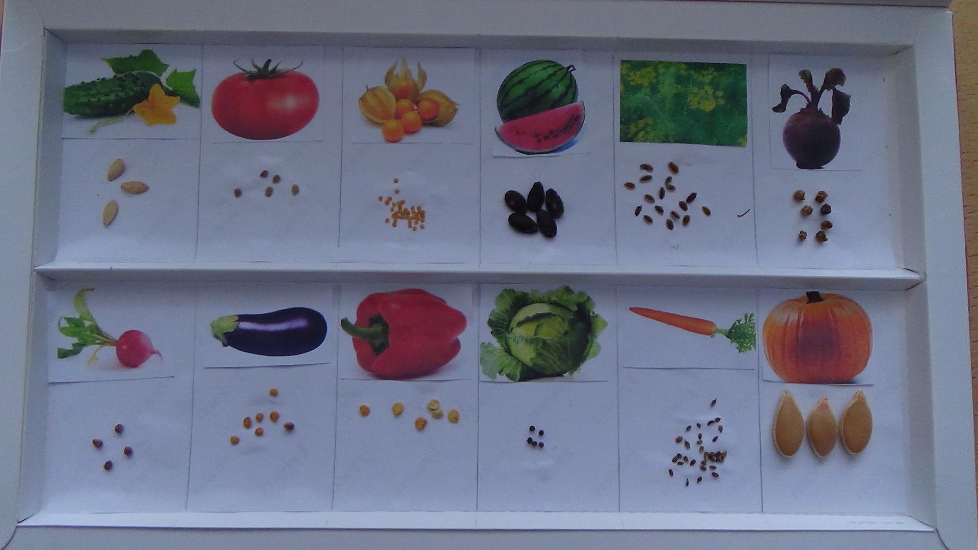 Коллекция семян для детского сада