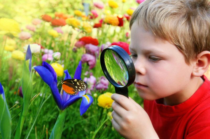 Мальчик через лупу смотрит на бабочку на синем цветке