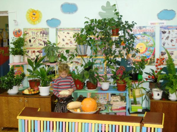 Центр экологического развития в детском саду