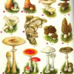 Пособие по изучению разных видов грибов