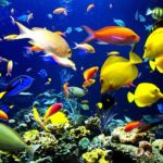 Жёлтые рыбы и другие морские гады в воде