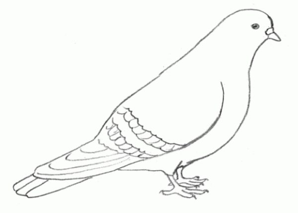 Готовый рисунок сидящего голубя