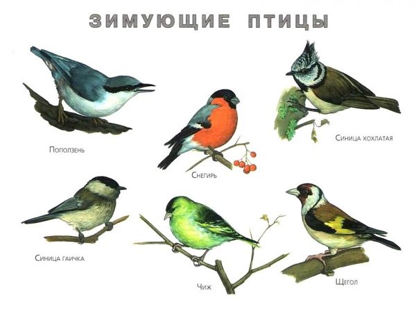 Картинка с зимующими птицами