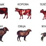 Картинки с семьями быка и барана