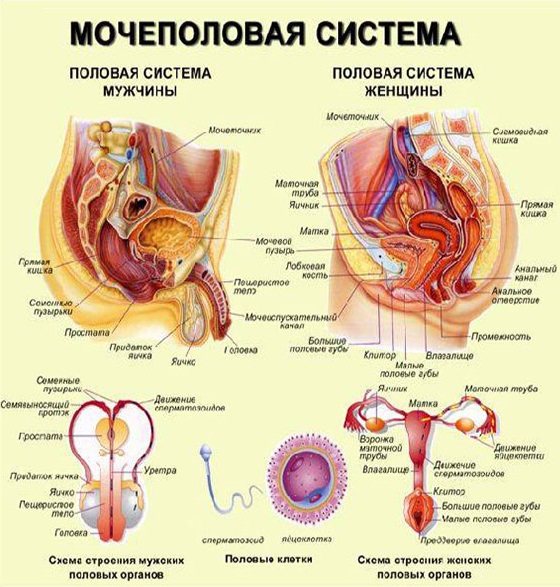 Схема мочеполовой системы мужчин и женщин