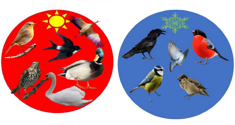 Лэпбук «Зимующие и перелётные птицы» - незаменимое средство экологического воспитания дошкольников.