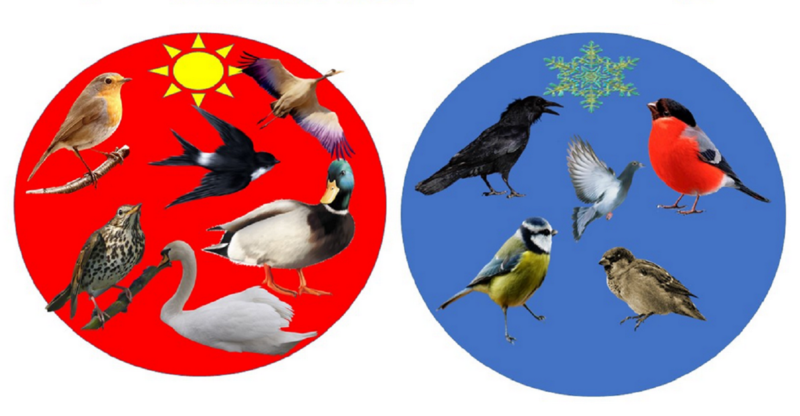Лэпбуки Зимующие и перелётные птицы для дошкольников: как сделать своими  руками с помощью шаблонов
